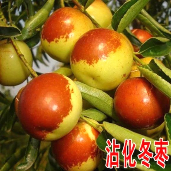 枣树苗