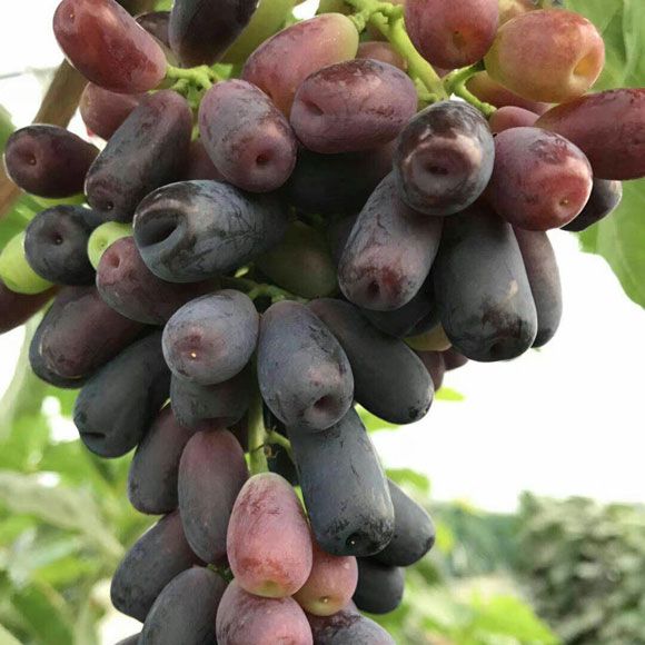 葡萄苗