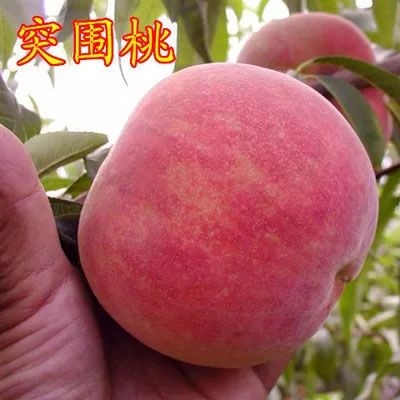 桃树苗
