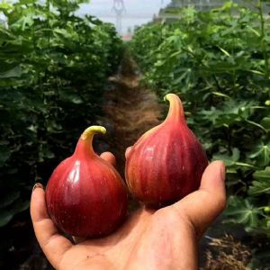 无花果树苗