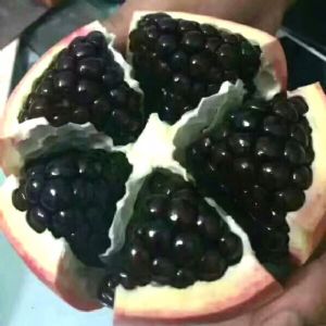 石榴苗