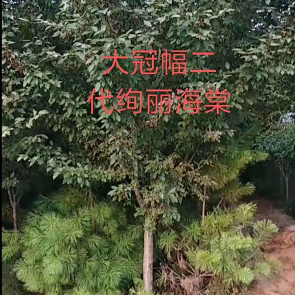 绚丽海棠