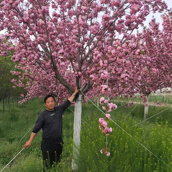 樱花树