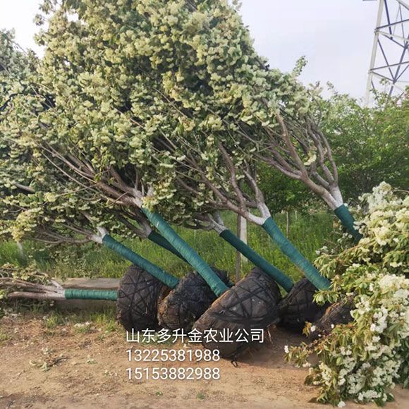 樱花树