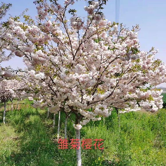 樱花树