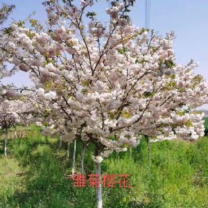 樱花树