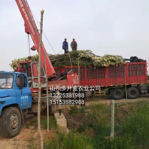 樱花树