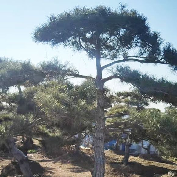 戳我试试